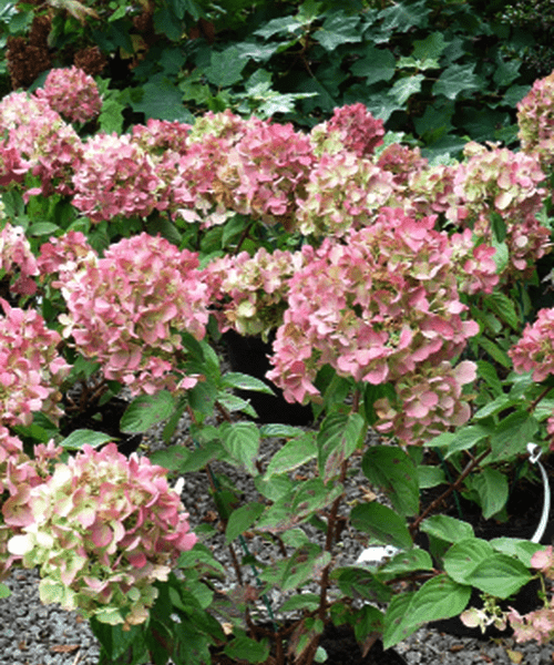 Hortensie 'Pink Diamond' - Hydrangea Paniculata 'Pink Diamond' - DocaPerene