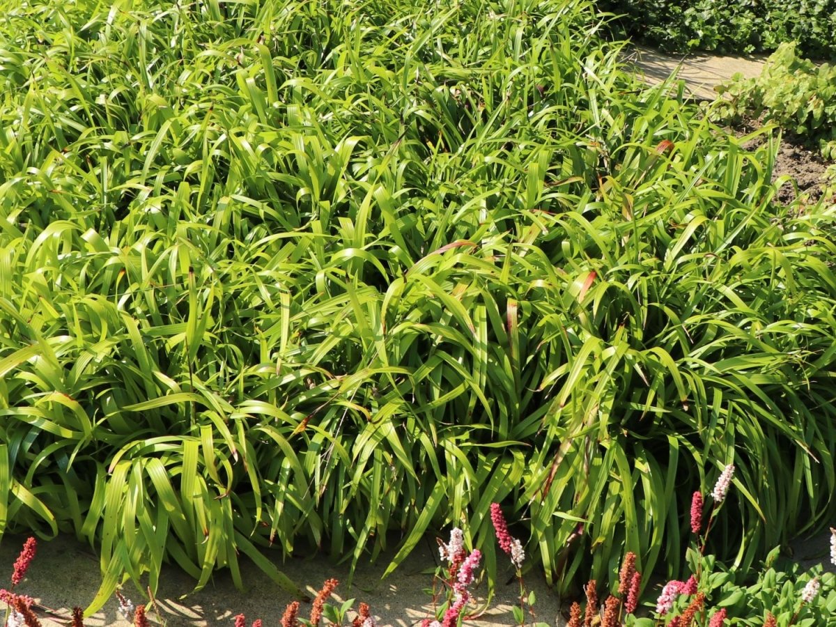 Iarba de pădure - Luzula sylvatica Starmarker - DocaPerene