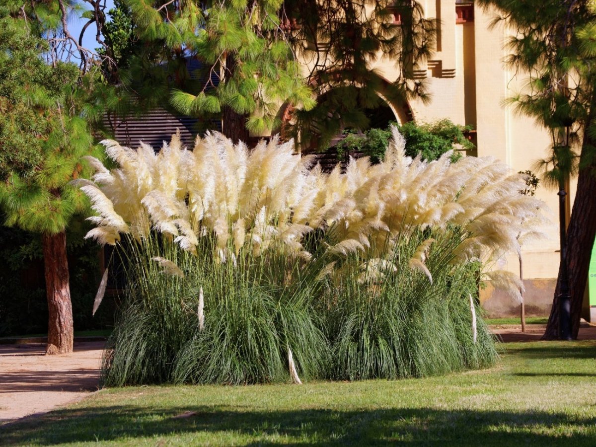 Iarba de pampas alb - Cortaderia selloana White Feather - DocaPerene