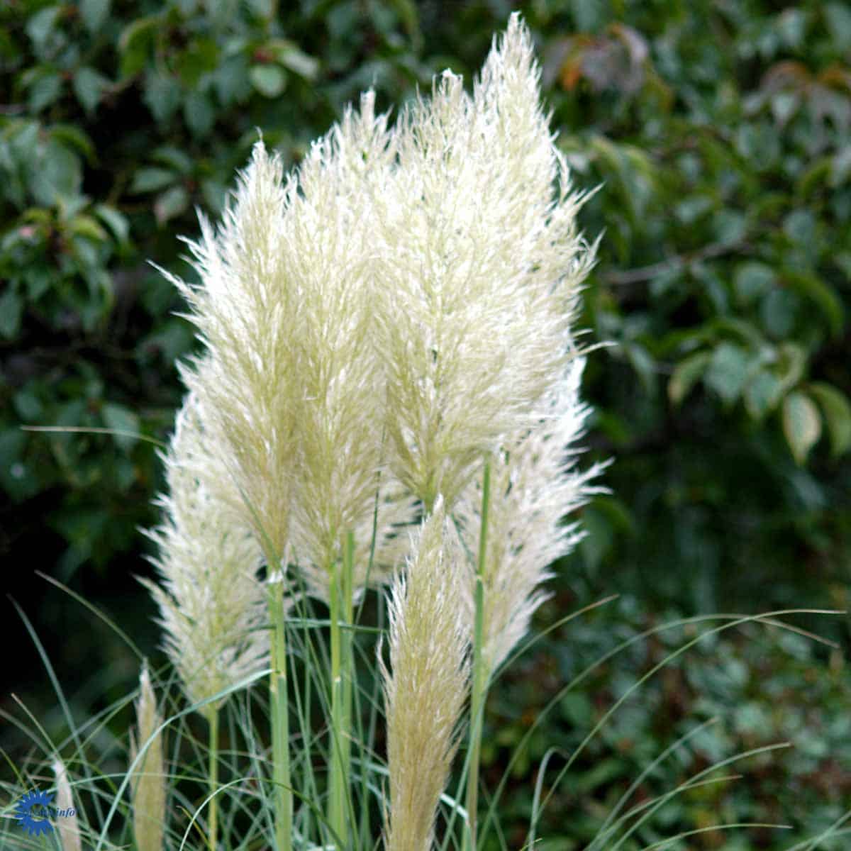 Iarba de pampas alb - Cortaderia selloana White Feather - DocaPerene