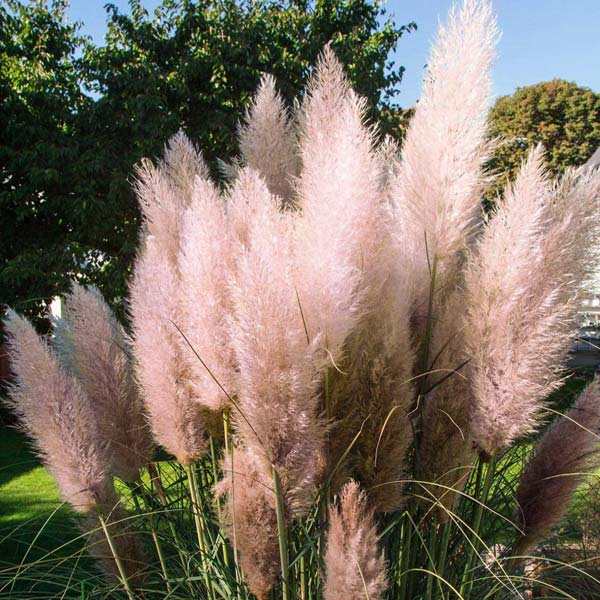 Iarba de pampas roz - Cortaderia selloana Pink Feather - DocaPerene
