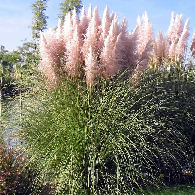 Iarba de pampas roz - Cortaderia selloana Pink Feather - DocaPerene