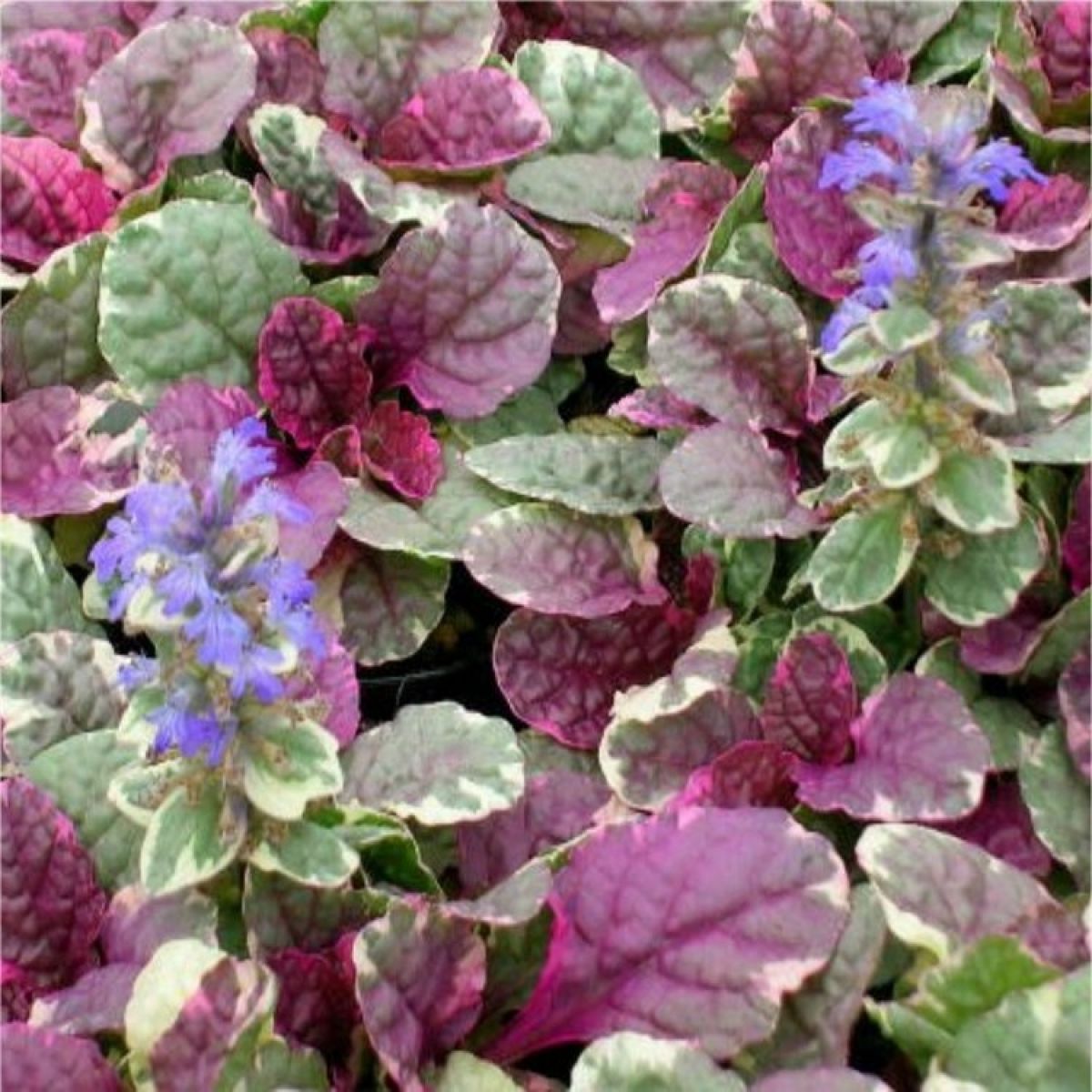 Iarba târâtoare cu frunze pestrițe - Ajuga reptans 'Burgundy Glow' - DocaPerene