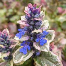 Iarba târâtoare cu frunze pestrițe - Ajuga reptans 'Burgundy Glow' - DocaPerene