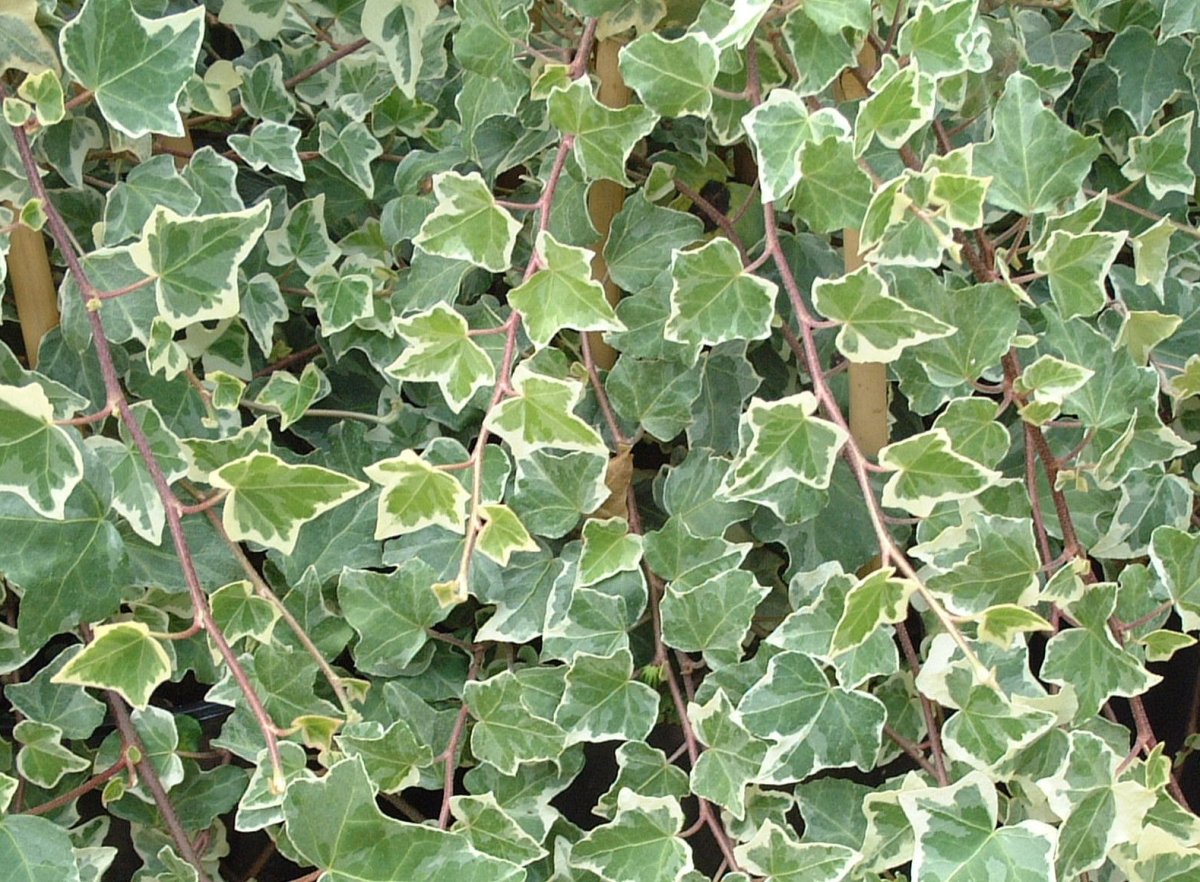 Iedera ornamentală - Hedera helix 'Glacier - DocaPerene