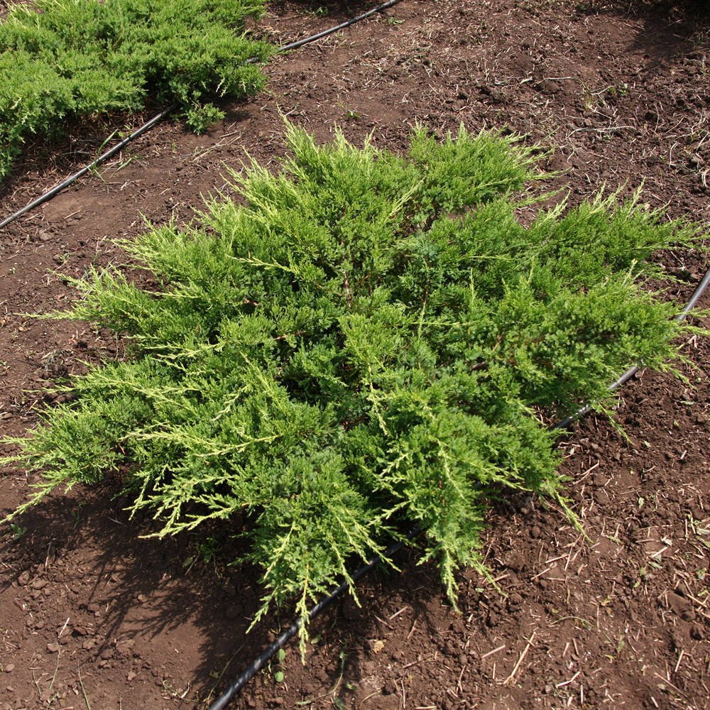 Ienupăr târâtor - Juniperus sabina 'Rockery Gem' - DocaPerene