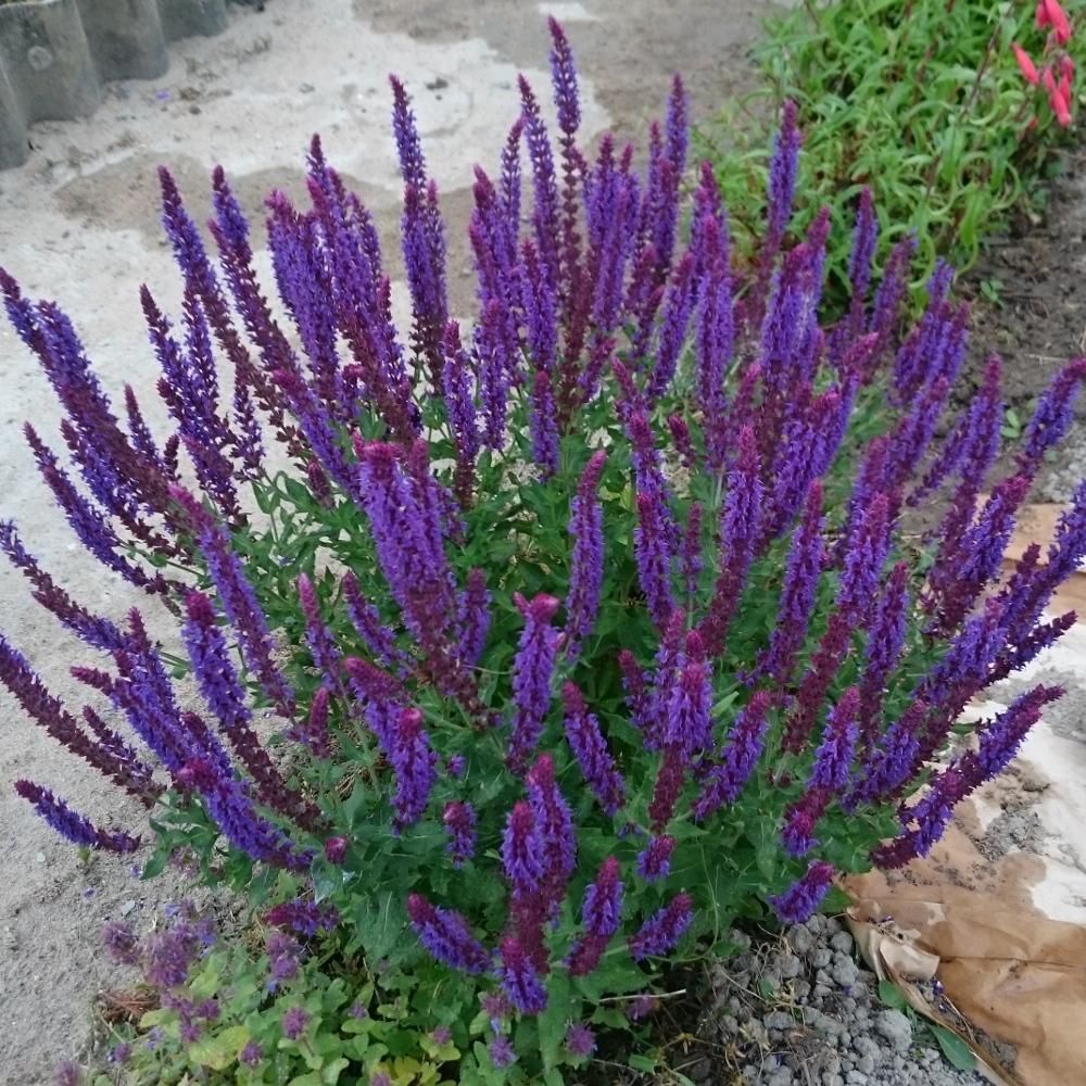 Jaleș de câmp - Salvia nemorosa Blaukonigin - DocaPerene