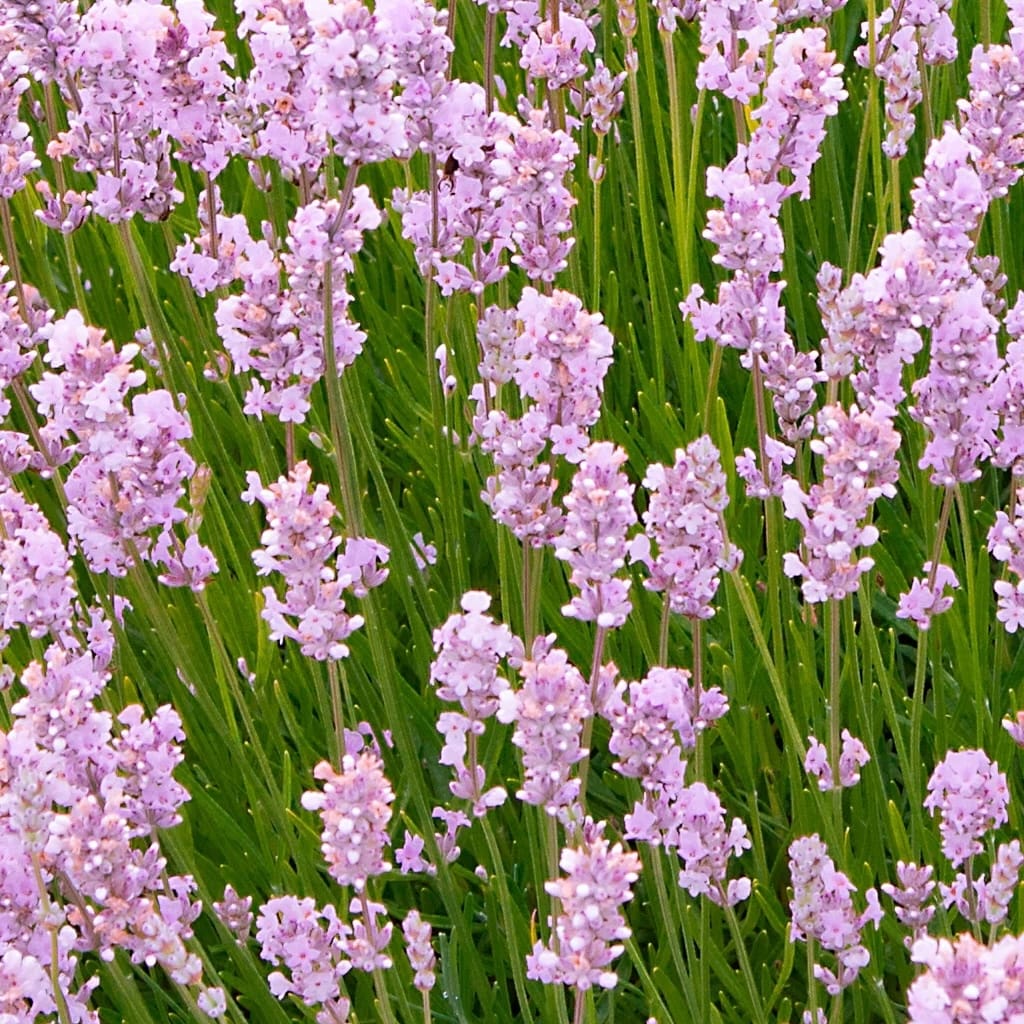 Lavanda roz - Lavandula angustifolia 'Rosea' - DocaPerene