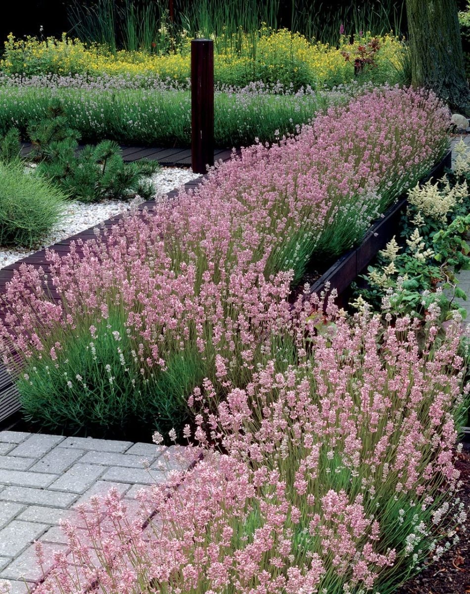 Lavanda roz - Lavandula angustifolia 'Rosea' - DocaPerene
