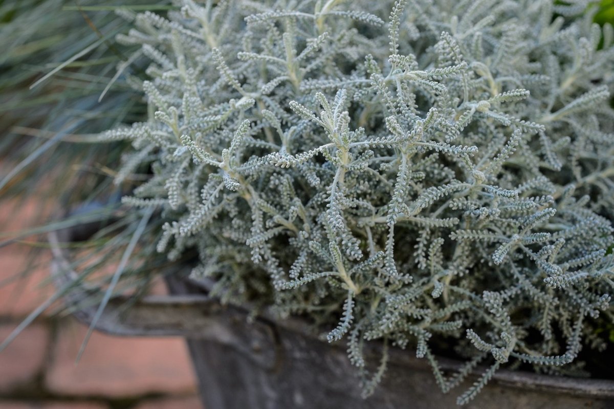 Lemnul Maicii Domnului - Santolina chamaecyparissus - DocaPerene