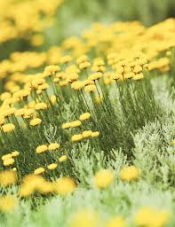 Lemnul Maicii Domnului - Santolina chamaecyparissus - DocaPerene