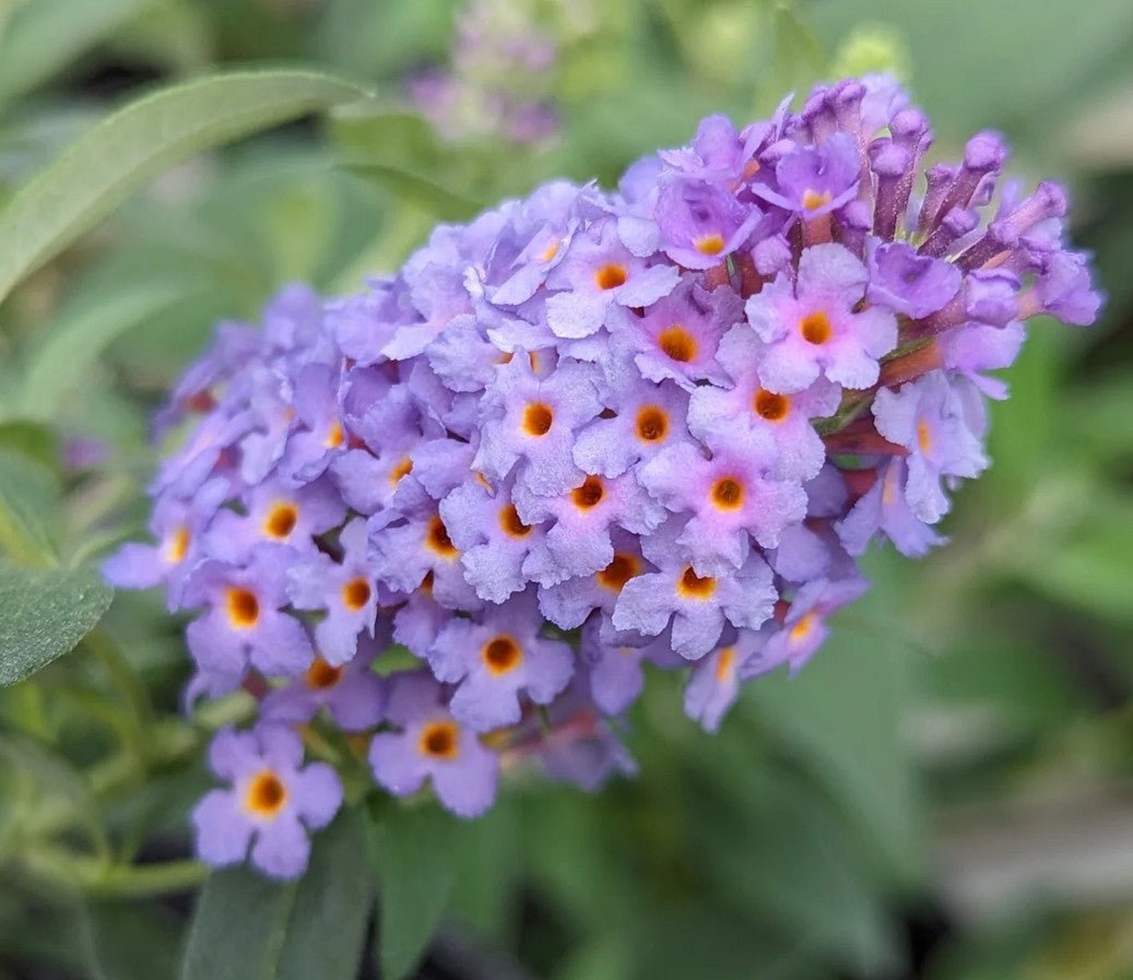 Liliac de vară pitic - Buddleja davidii Little Rockstars Blue - DocaPerene