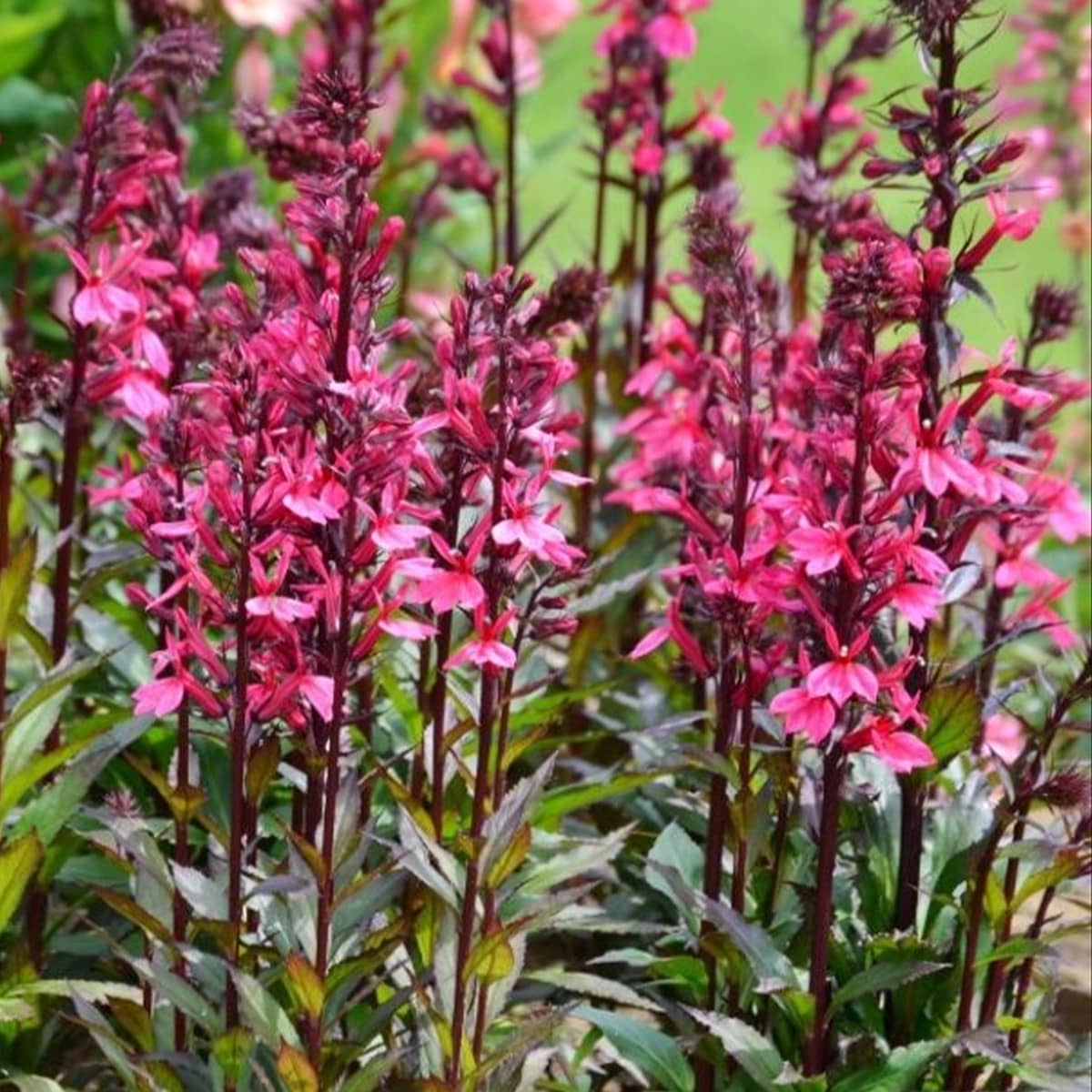 Lobelia perenă - Lobelia speciosa Starship Rose - DocaPerene