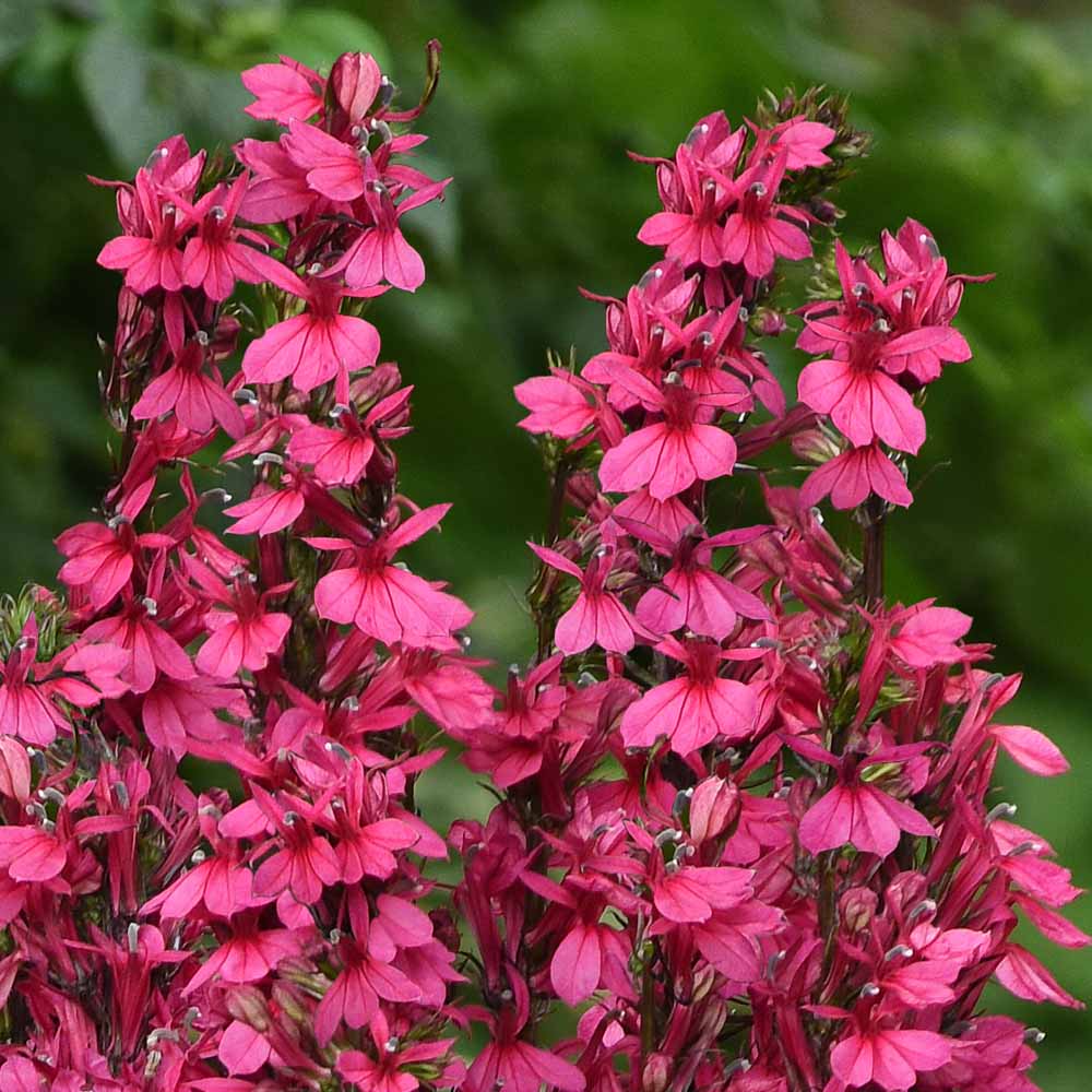 Lobelia perenă - Lobelia speciosa Starship Rose - DocaPerene