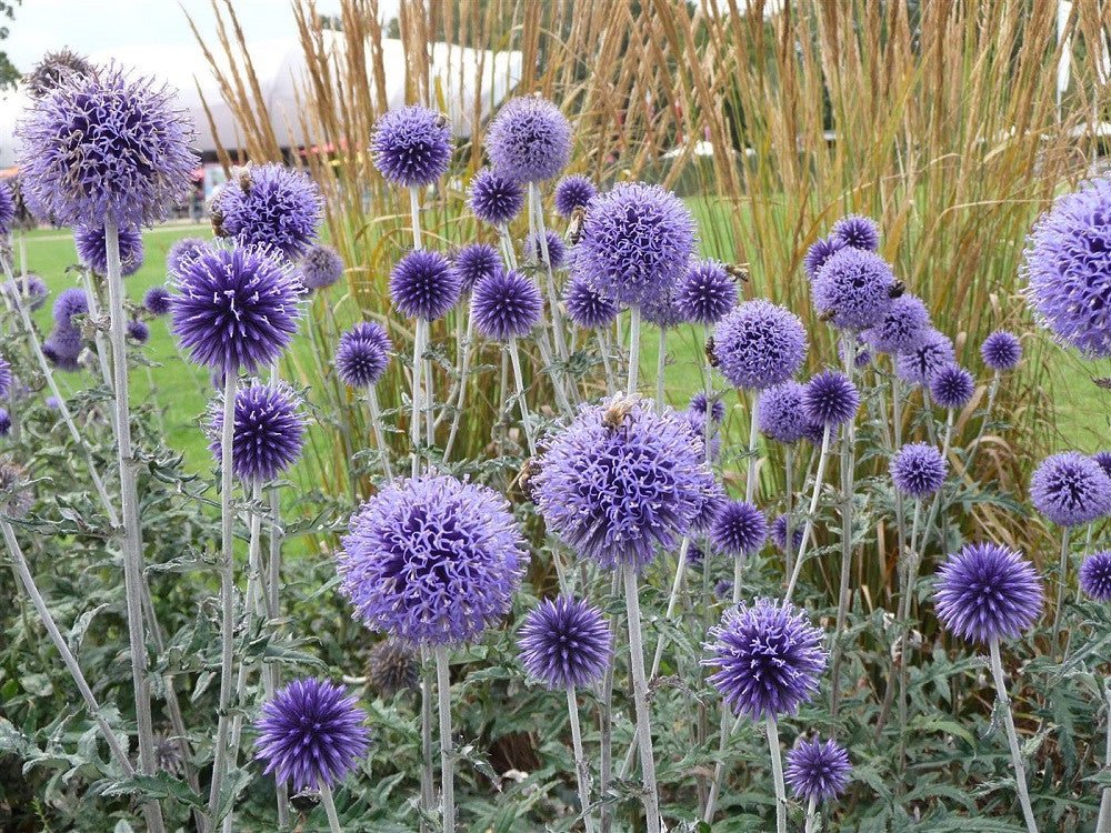 Măciuca Ciobanului - Echinops Ritro - DocaPerene