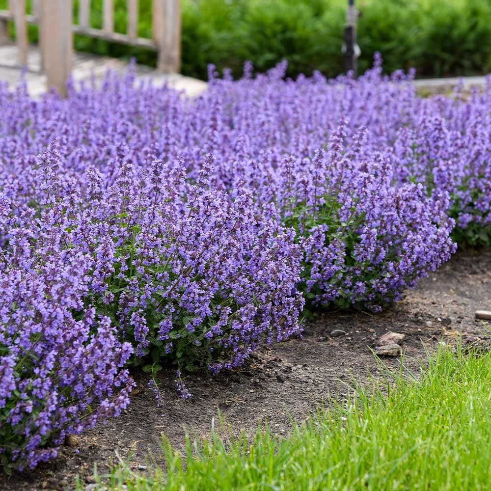 Menta pisicii - Nepeta racemosa Walkers Low - DocaPerene