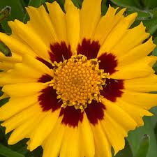 Ochiul Fetei - Coreopsis grandiflora Sunfire Yellow Red - DocaPerene
