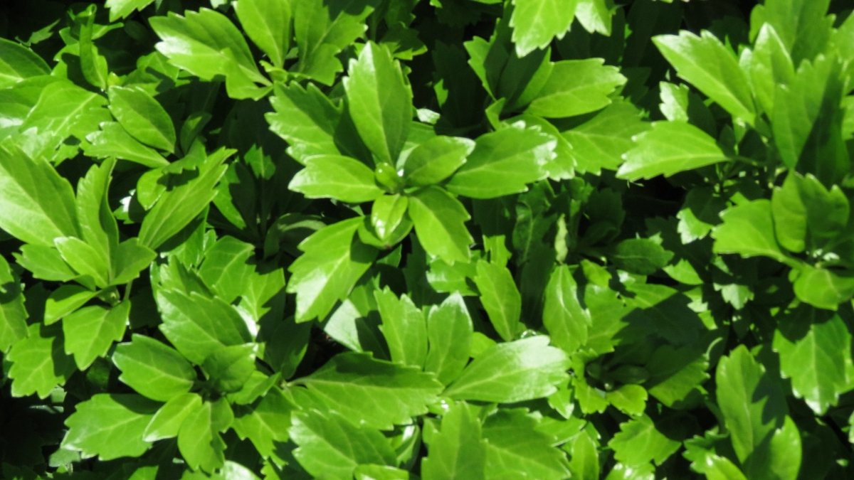 Pachisandra verde - Pachysandra terminalis 'Green Carpet' - DocaPerene