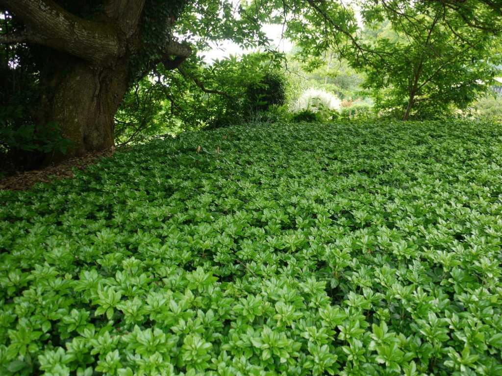 Pachisandra verde - Pachysandra terminalis 'Green Carpet' - DocaPerene
