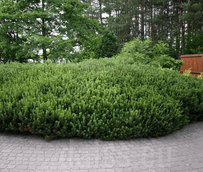 Pin pitic - Pinus mugo Pumilio - DocaPerene