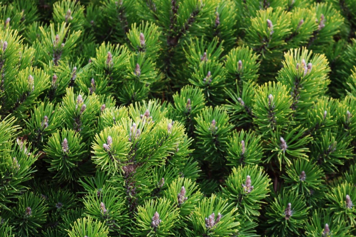 Pin pitic - Pinus mugo Pumilio - DocaPerene