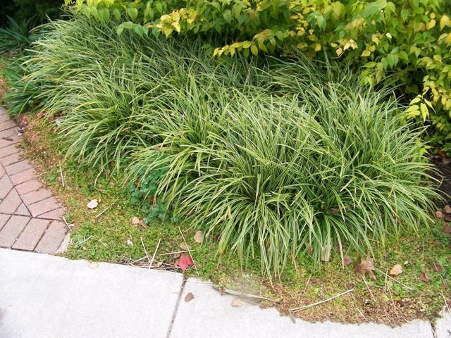 Rogoz variegat - Carex morrowii Ice Dance - DocaPerene