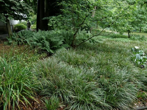 Rogoz variegat - Carex morrowii 'Variegata' - DocaPerene