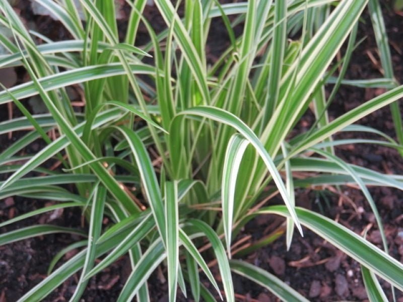 Rogoz variegat - Carex morrowii 'Variegata' - DocaPerene