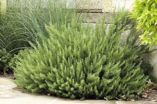 Rozmarin - Rosmarinus officinalis - DocaPerene