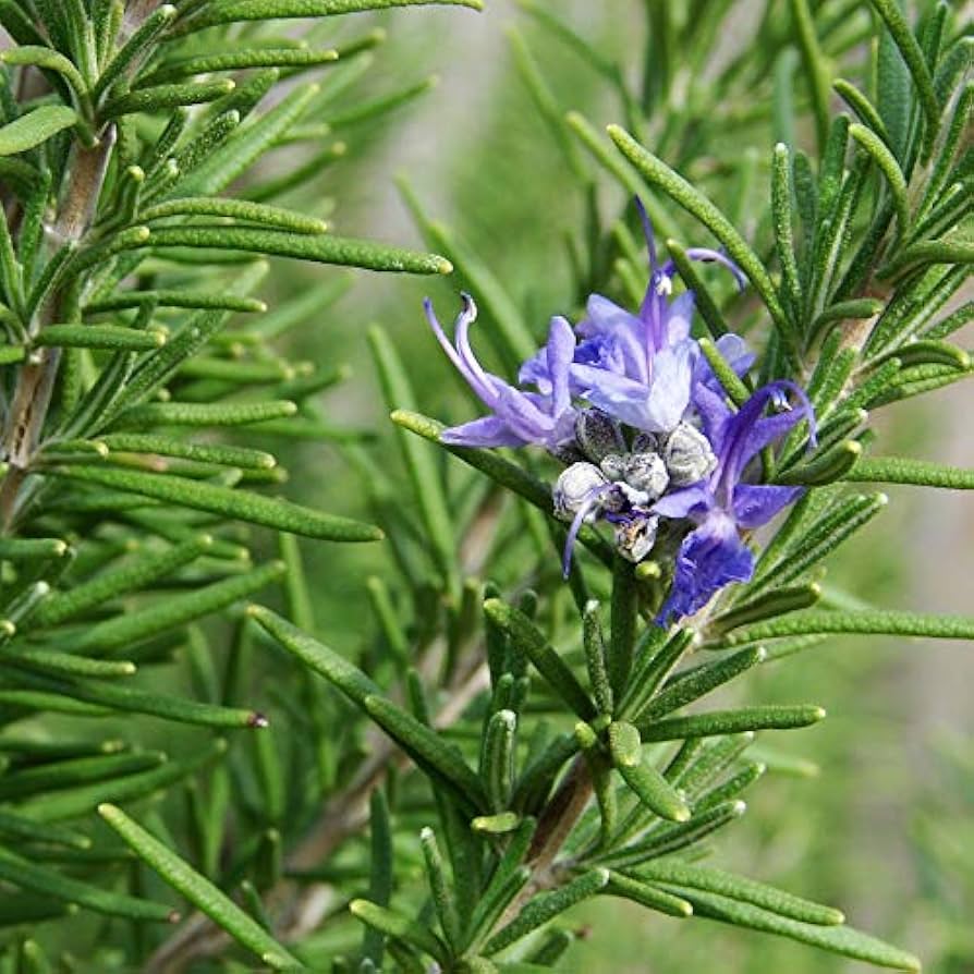 Rozmarin - Rosmarinus officinalis - DocaPerene