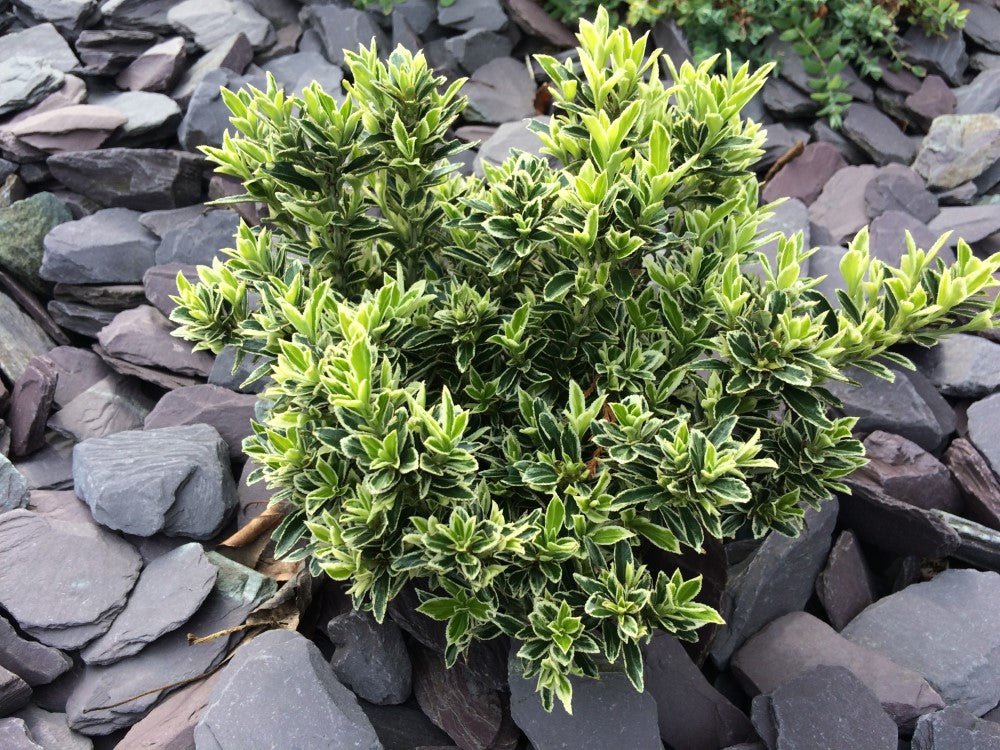 Salbă cu frunze mici - Euonymus microphyllus 'Albovariegatus' - DocaPerene