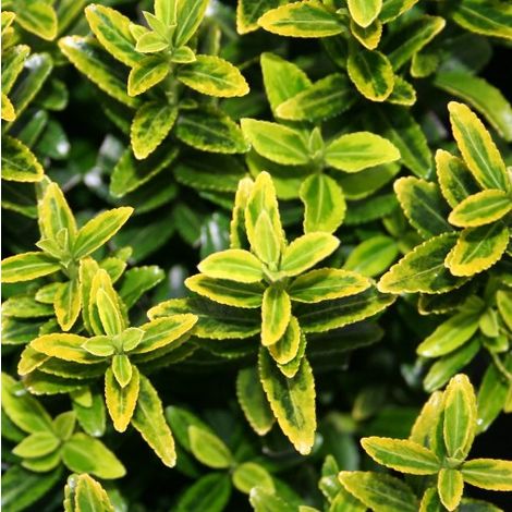 Salbă cu frunze mici - Euonymus microphyllus 'Aureovariegatus' - DocaPerene