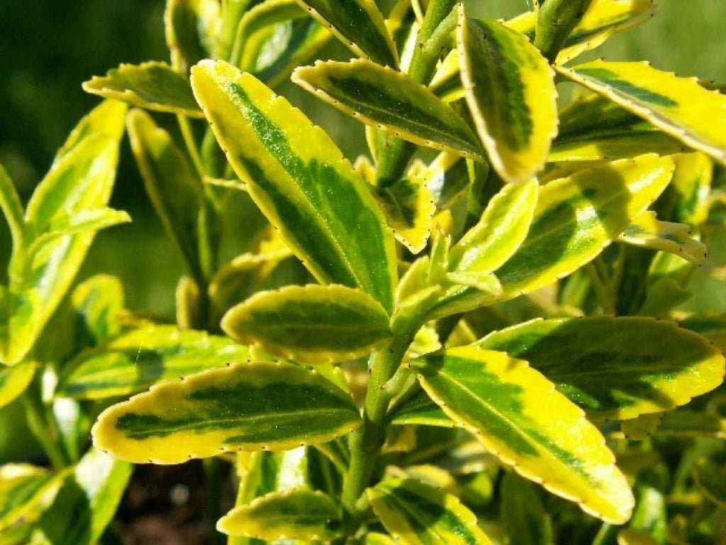 Salbă cu frunze mici - Euonymus microphyllus 'Aureovariegatus' - DocaPerene