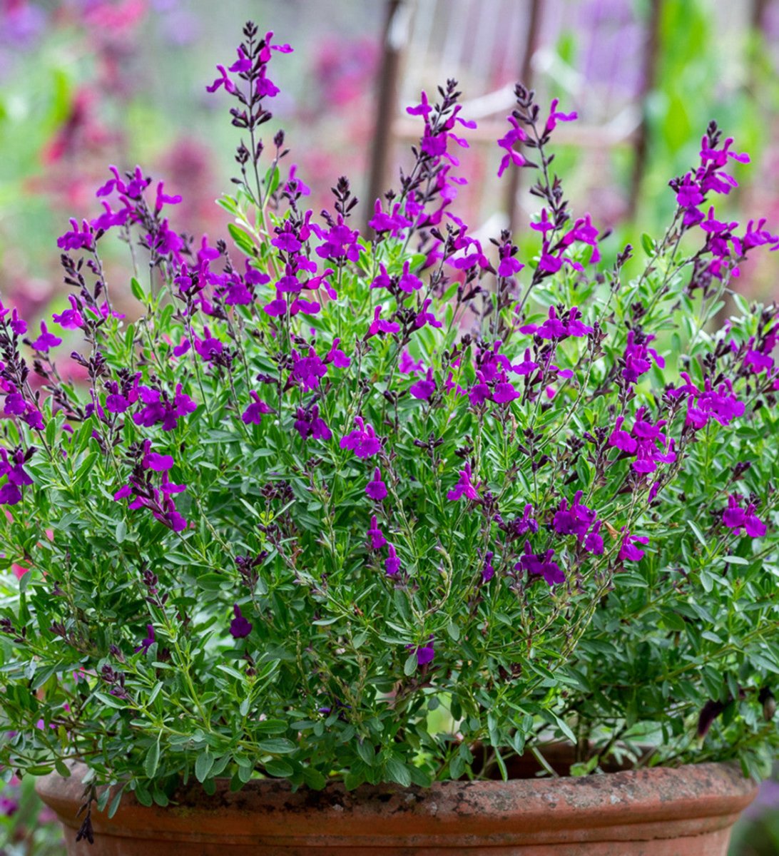 Salvie - Salvia greggii Mirage Deep Purple - DocaPerene
