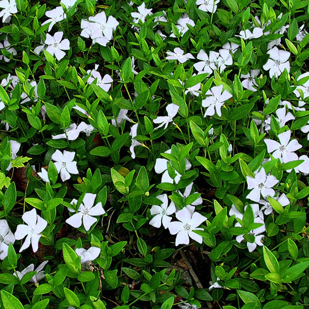 Saschiu alb - Vinca minor 'Alba' - DocaPerene