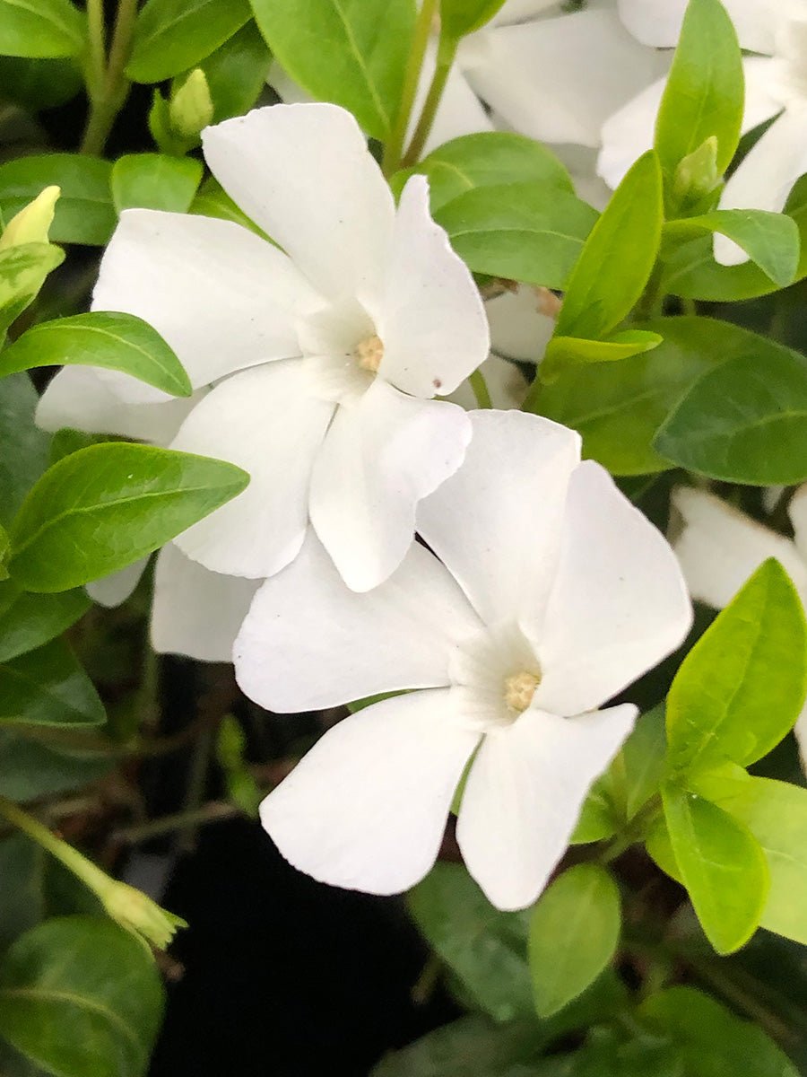 Saschiu alb - Vinca minor 'Alba' - DocaPerene
