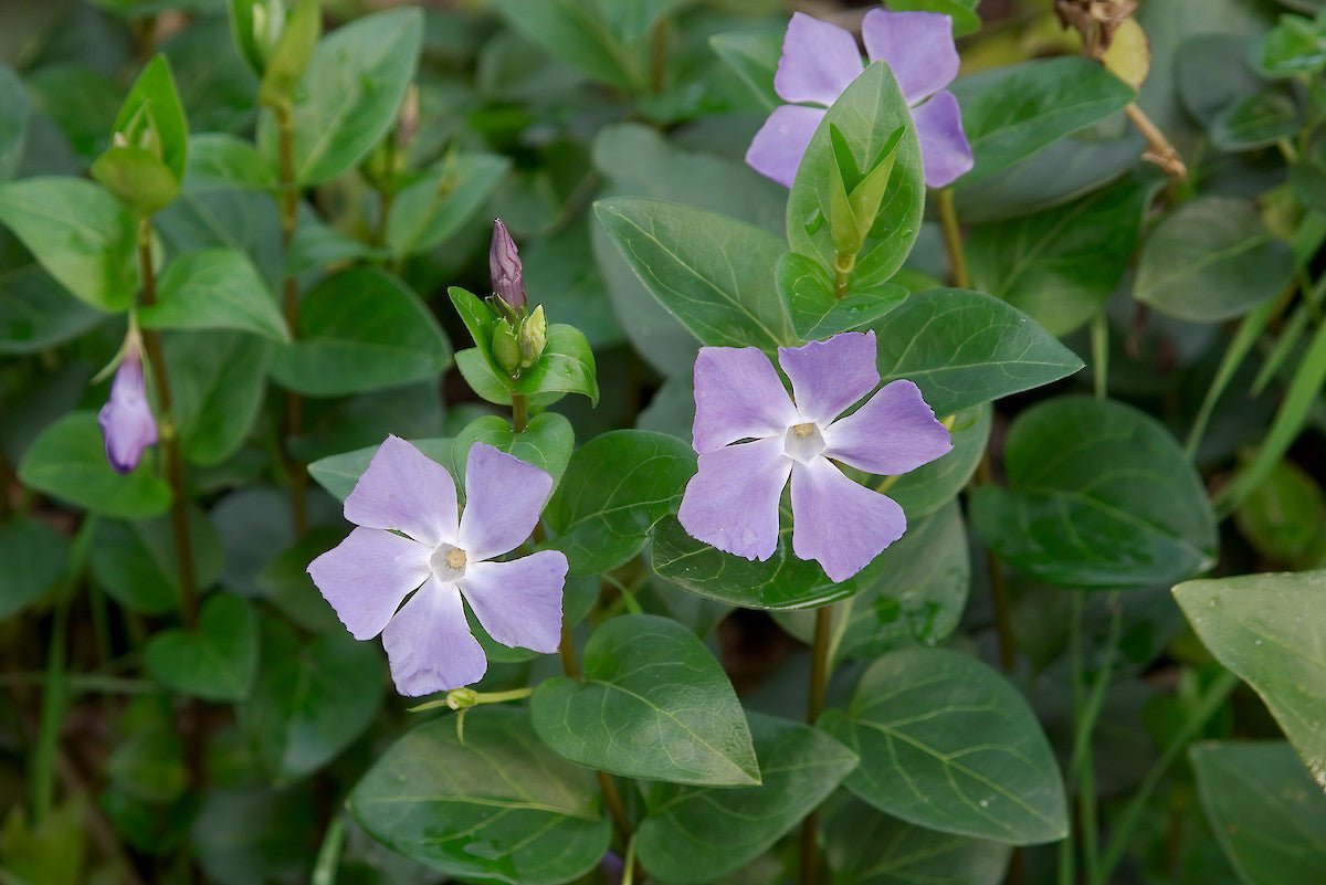 Saschiu - Vinca major - DocaPerene