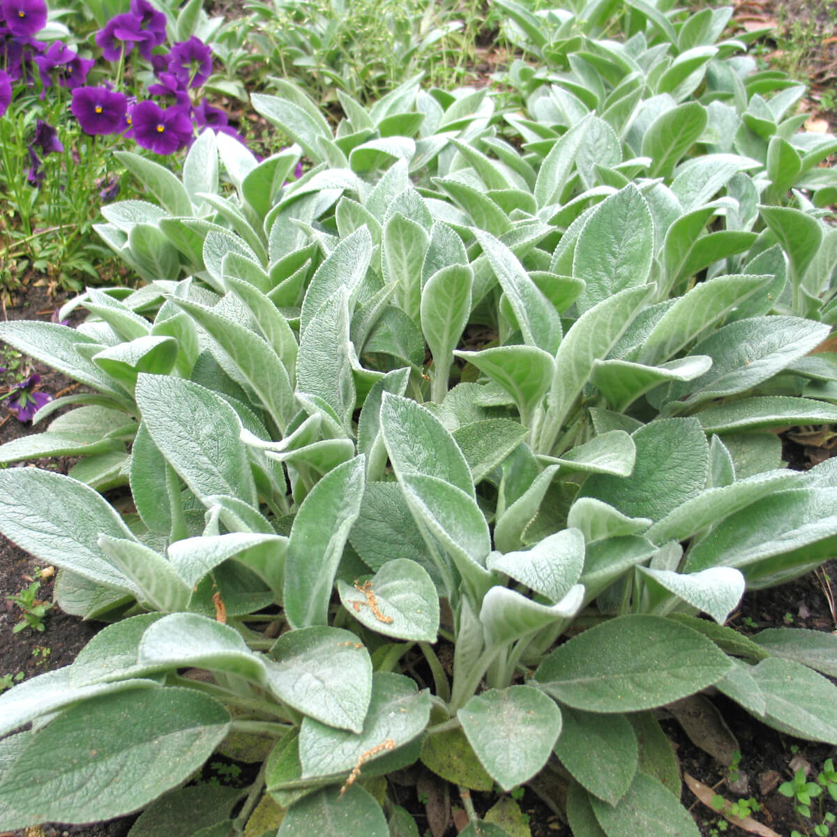 Urechi de iepure - Stachys byzantina - DocaPerene