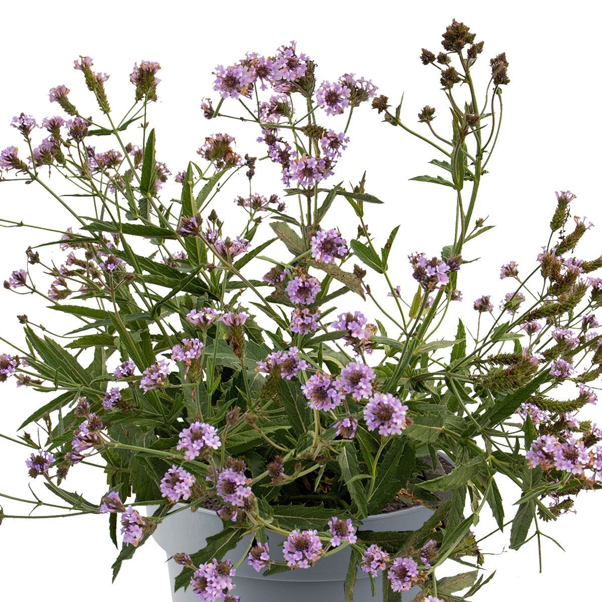 Verbena pitică albastră - Verbena rigida Polaris Sky Blue - DocaPerene