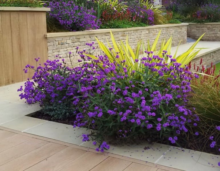 Verbena pitică - Verbena rigida Venosa - DocaPerene