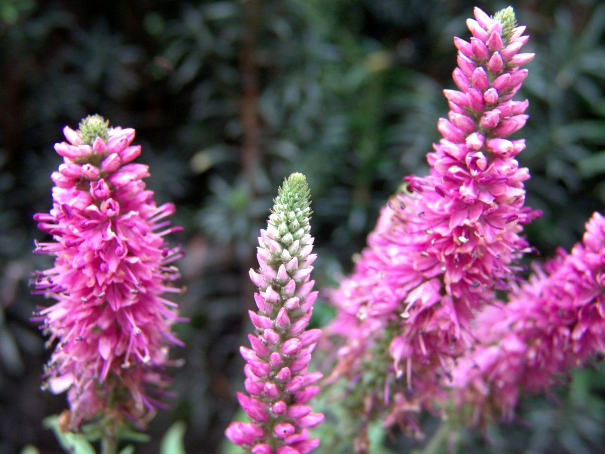 Veronica roz - Veronica spicata Rosa Zwerg - DocaPerene