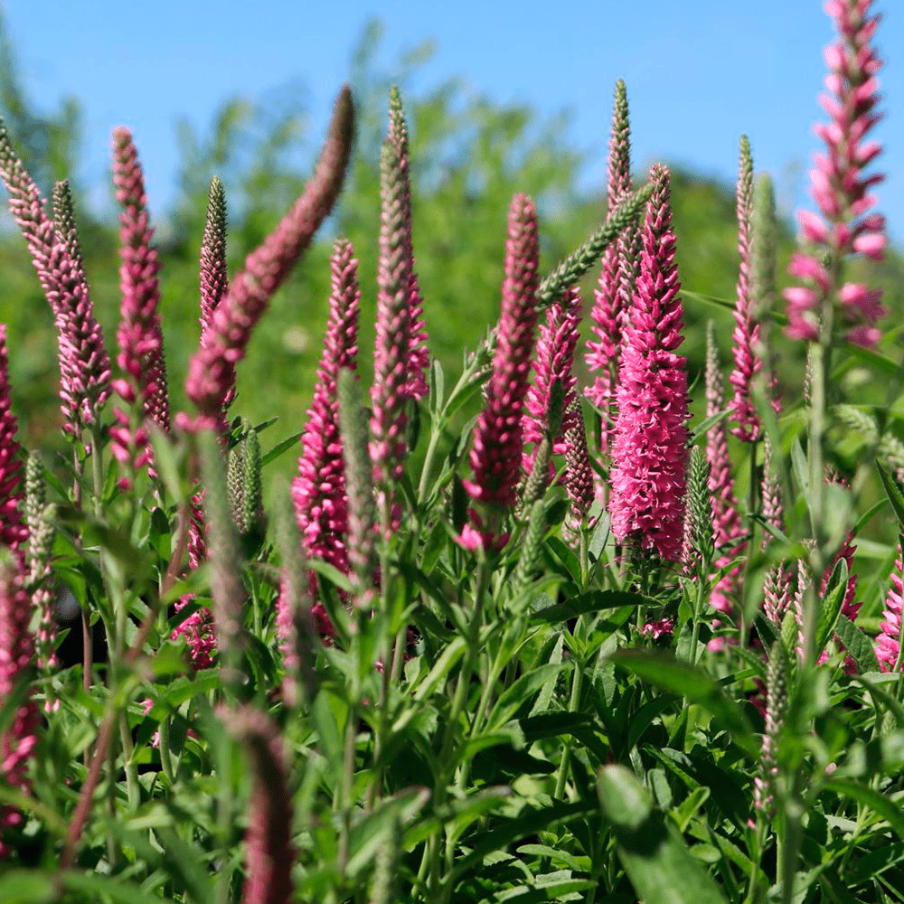 Veronica roz - Veronica spicata Rosa Zwerg - DocaPerene