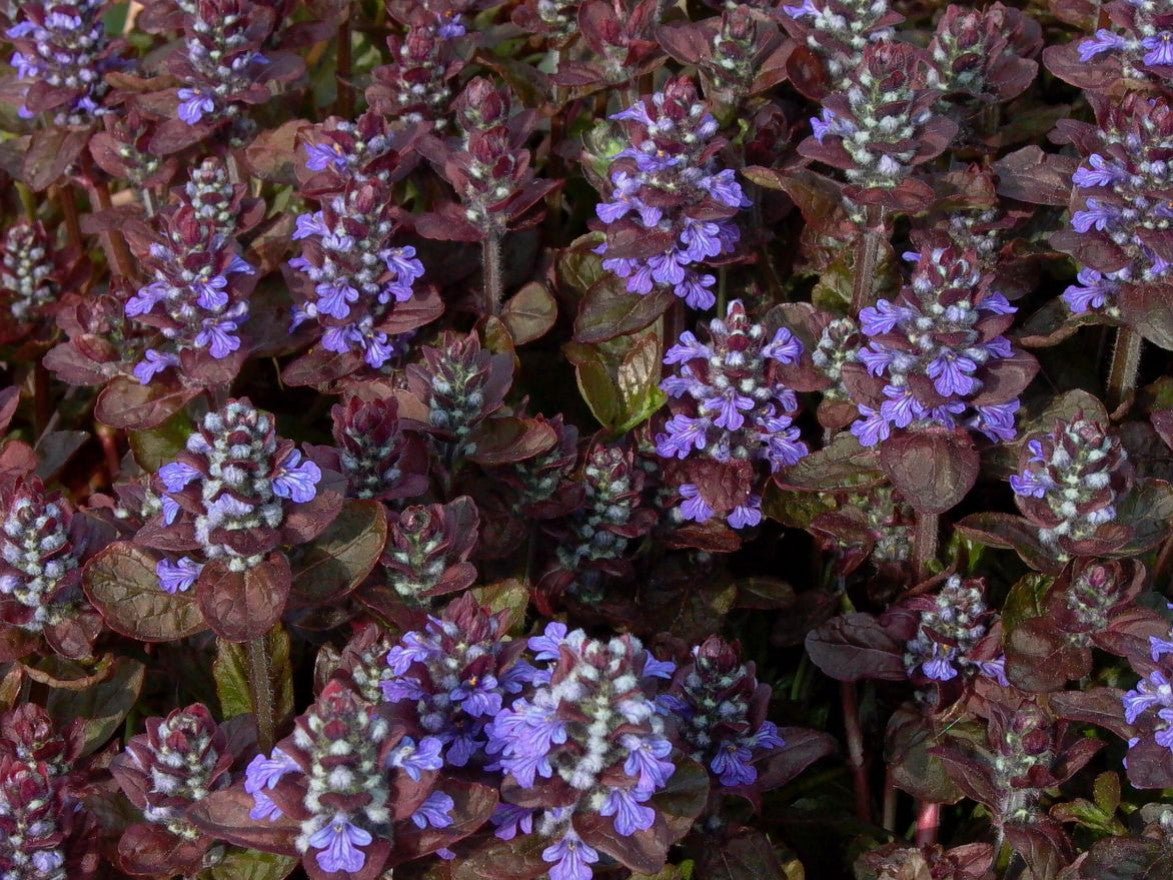 Vinețică - Ajuga reptans 'Atropurpurea - DocaPerene