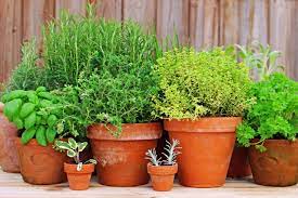 Plante Aromatice - DocaPerene