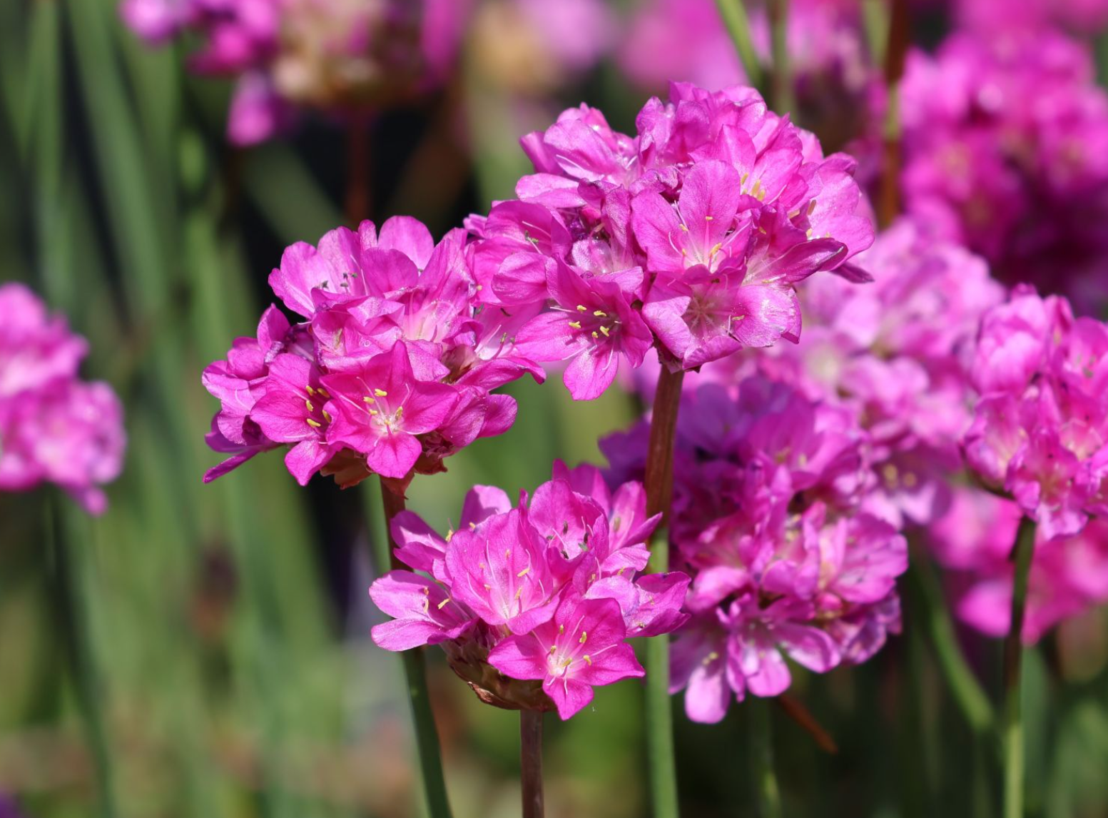 Limba peștelui roz - Armeria pseudarmeria Ballerina Purple Rose
