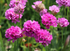 Limba peștelui roz - Armeria pseudarmeria Ballerina Purple Rose
