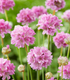 Limba peștelui roz - Armeria pseudarmeria Ballerina Purple Rose