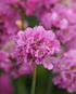 Limba peștelui roz - Armeria pseudarmeria Ballerina Purple Rose