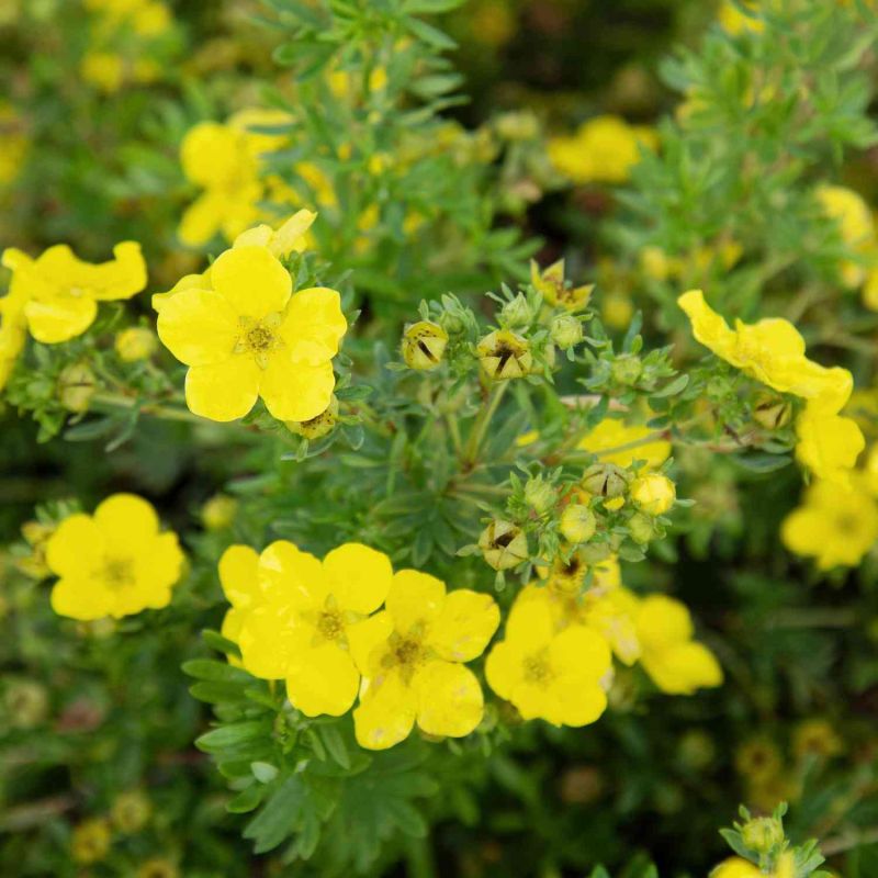 Potentila - Potentilla fruticosa 'Kobold'