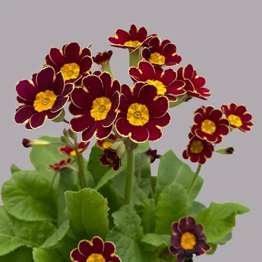 Primula Ruby Queen Primule - Primula veris 'Little Queen Red' – DocaPerene